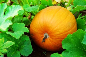 Urban Gardening: How to Grow Pumpkins Image